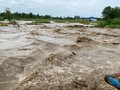 Mata Lele, Tanaman Penyebab Banjir Pekalongan Berwarna Hijau