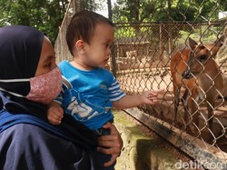 Hore! Warga Bandung yang Ultah 16-18 Agustus Gratis Masuk Bandung Zoo