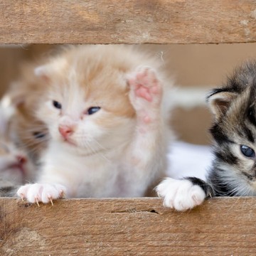 img-title Miawrgh! Stop Lakukan Sikap yang Bisa Bikin Kucing Kamu Ilfeel