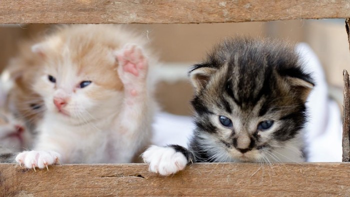 Miawrgh! Stop Lakukan Sikap yang Bisa Bikin Kucing Kamu Ilfeel