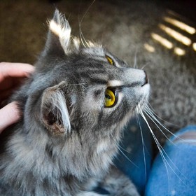Kenapa ya Kucing Suka Banget Dielus Kepala? Ini Nih Alasannya!
