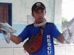 Harga Ikan Bawal Laut di Bantul Tembus Rp 250 Ribu/Kg Jelang Imlek