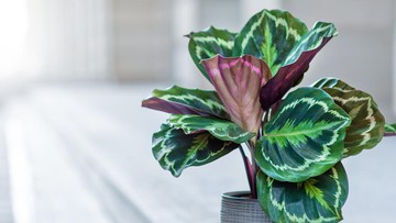 5 Jenis Tanaman Hias Calathea Salah Satunya Berjuluk Black Lipstick