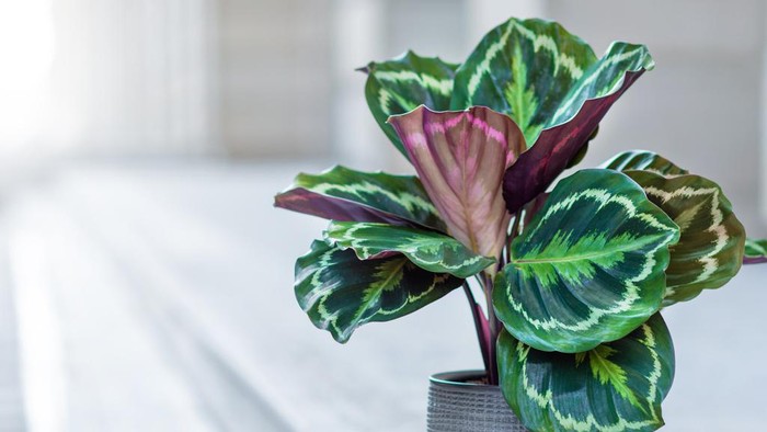 Tanaman hias calathea