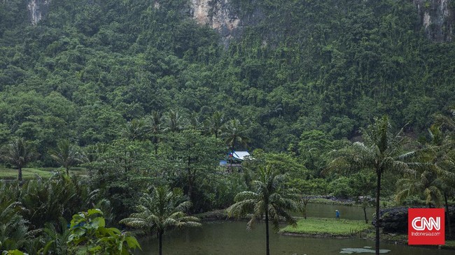 Keputusan RI menghentikan kerja sama penanganan deforestasi dalam mekanisme REDD+ dinilai mempengaruhi program pelestarian hutan PBB secara luas.