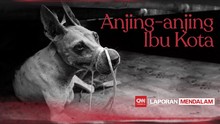 Anjing-anjing Ibu Kota