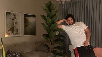 Cara Merawat Tanaman Hias Karet Kebo Besar