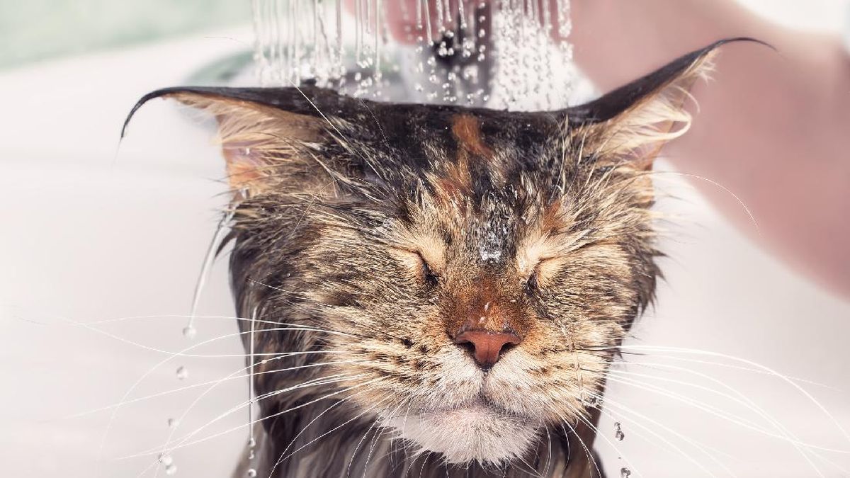 4 Alasan Kenapa Kucing Suka Mengikuti Pemiliknya ke Kamar Mandi