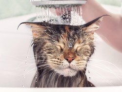 Mengapa Kucing Begitu Membenci Air? Ini 5 Alasan Ilmiahnya