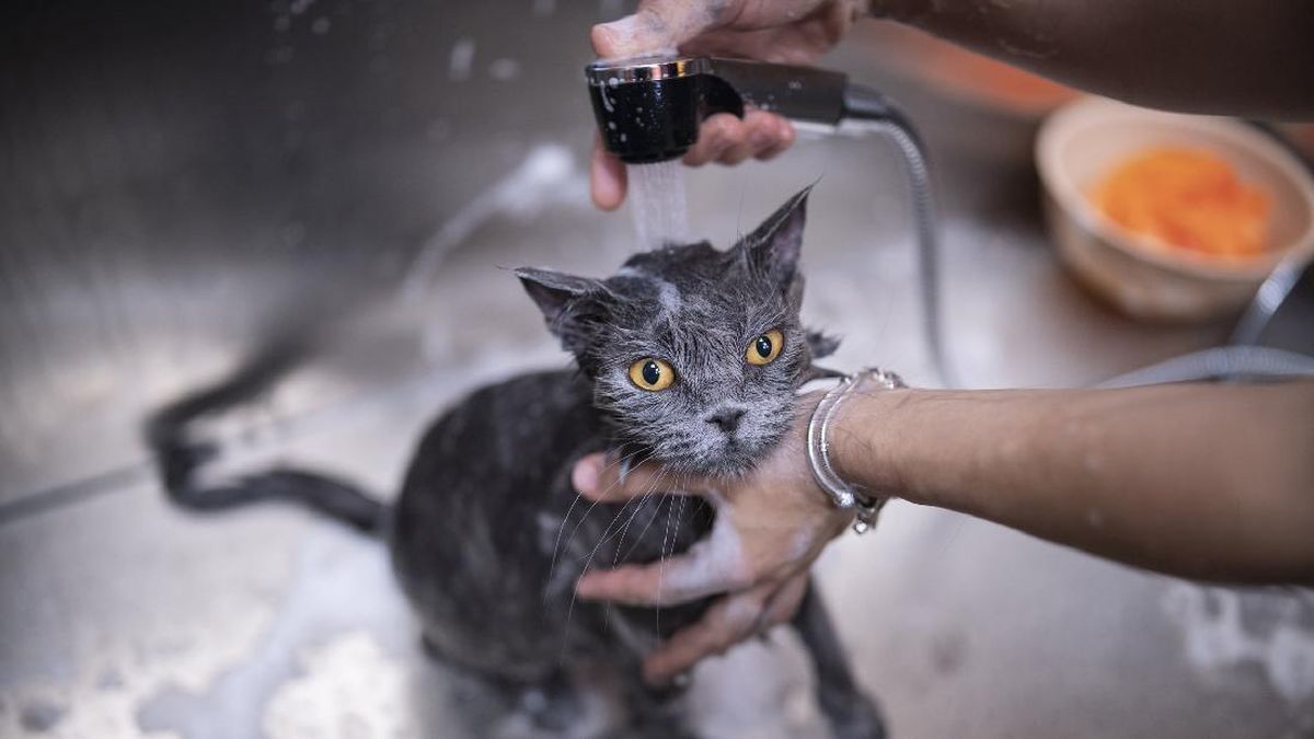 5 Cara Menghilangkan Kutu Kucing agar Tak Datang Lagi