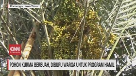 VIDEO: Pohon Kurma Berbuah Diburu Warga Untuk Promil