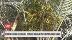 VIDEO: Pohon Kurma Berbuah Diburu Warga Untuk Promil