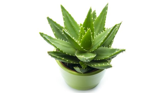 Lidah buaya atau Aloe vera dikenal punya banyak manfaat baik untuk kesehatan ataupun untuk kulit. Namun kenyataannya ada juga efek samping lidah buaya.