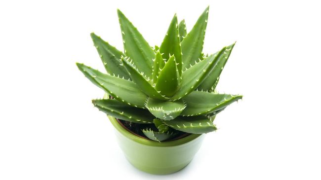 Lidah buaya atau Aloe vera dikenal punya banyak manfaat baik untuk kesehatan ataupun untuk kulit. Namun kenyataannya ada juga efek samping lidah buaya.