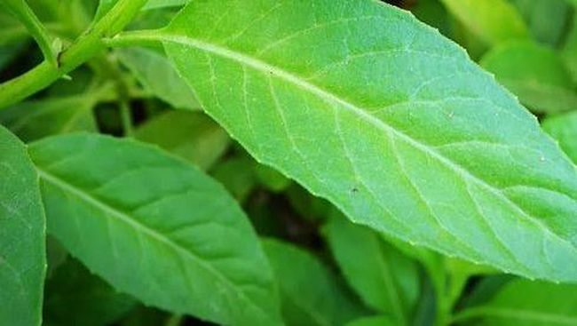 Seperti namanya, daun sambung nyawa ternyata menawarkan aneka manfaat kesehatan termasuk mengobati sejumlah penyakit.