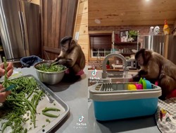 Lebih Berguna dari Mantan, Monyet Ini Jago Bantu Masak