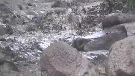 VIDEO: Hujan Seharian, Banjir Bandang Landa Gunung Mas Puncak