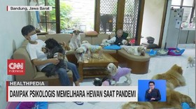 VIDEO: Berinteraksi dengan Hewan Saat Pandemi, Amankah?
