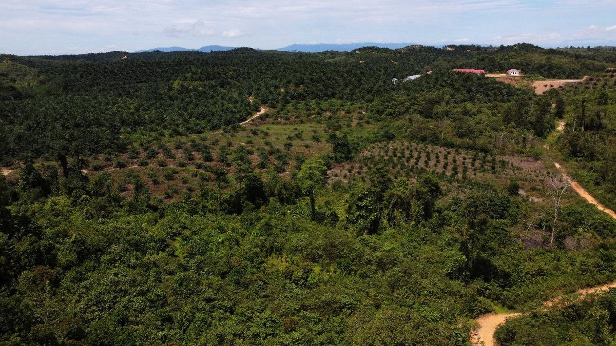 FOTO: Mengais Legitnya Madu Hutan Gunung Lendono