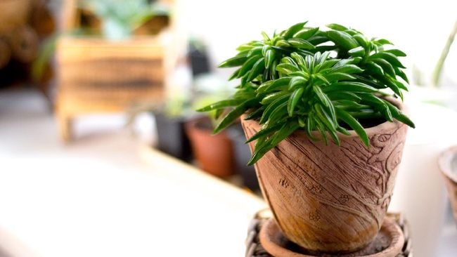 Salah satu tanaman hias yang kini diburu adalah tanaman hias Happy Bean atau Peperomia ferreyrae. Bentuknya sederhana namun enak dipandang.