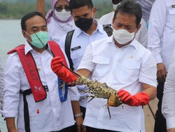 Mau Setop Ekspor Benih Lobster, Trenggono Minta Waktu 2 Bulan