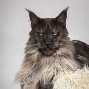 Vivo, Kucing Gagah Milik Selebgram Mainecoon yang Sering Viral di Sosmed