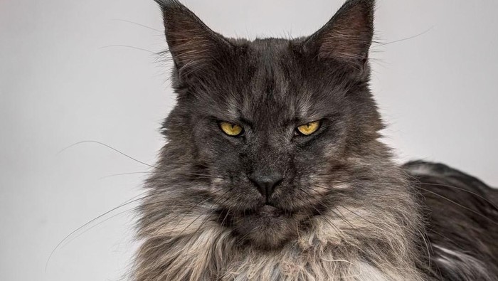 Vivo, Kucing Gagah Milik Selebgram Mainecoon yang Sering Viral di Sosmed
