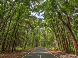 Misteri Alas Purwo, Hutan Tertua di Pulau Jawa