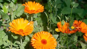 5 Manfaat Calendula untuk Kesehatan Kulit