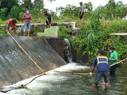 Bangkai Babi Jumbo Kembali Ditemukan di Klaten!