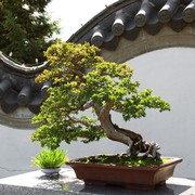 7 Jenis Tanaman Bonsai Mulai dari Harga Ratusan Ribu hingga Miliaran Rupiah! Favorit Kamu yang Mana, Nih?
