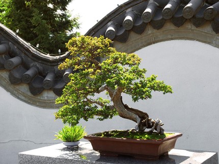 5 Tanaman Hias Termahal 2022, Apakah Bunda Rela Mengeluarkan Uang Untuknya?