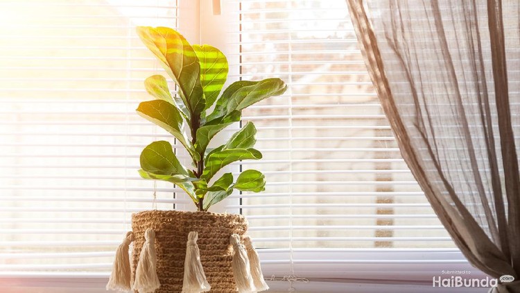 Ilustrasi fiddle leaf fig tree