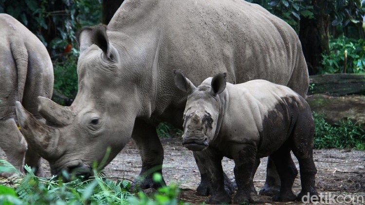 Seorang keeper memberikan makan kepada anak Badak putih (Ceratotherium simum) bersama induknya di Taman Safari Indonesia, Bogor, Jawa Barat, Jumat (22/1). Anak Badak putih bernama 