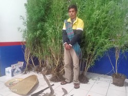 Ingin Cepat Kaya, Seorang Petani di Bengkulu Nekat Tanam Ganja di Rumah