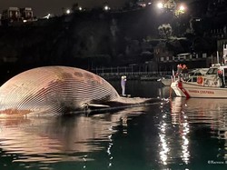 Bangkai Hewan Terbesar Kedua di Dunia Ditemukan di Laut Italia