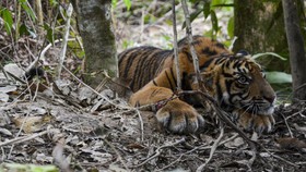 Tiga Harimau Sumatera Mati di Aceh Selatan