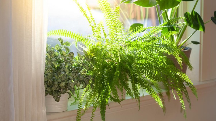 Boston fern houseplants fittonia, nephrolepis and monstera in white flowerpots on window