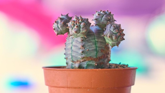 Ilustrasi tanaman hias Euphorbia obesa
