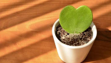 PHILODENDRON JOSE BUONO HINGGA BEGONIA REX