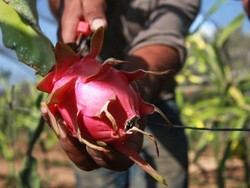Identik dengan China, Nama Buah Naga Diganti Jadi Teratai di Gujarat