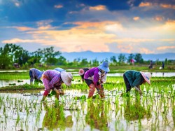 Percepat Musim Tanam, Mentan Klaim Ada Overstock Beras Jutaan Ton 2021