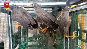 VIDEO: Petugas Sita Ratusan Burung Tanpa Dokumen