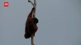 VIDEO: 1 Orang Utan Masuk Perkampungan Warga