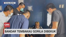VIDEO: Bandar Tembakau Gorila Dibekuk