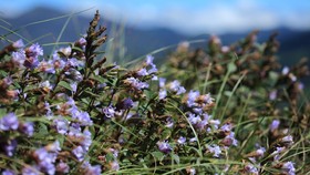 Neelakurinji, Bunga Langka yang Mekar 12 Tahun Sekali