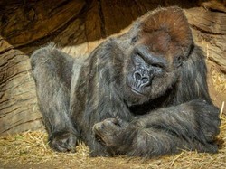 Saat Bocah 3 Tahun Diselamatkan Gorilla