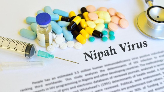 Satgas Covid-19 IDI memperingatkan pemerintah untuk menyiapkan antisipasi menangkal masuknya virus nipah ke Tanah Air. Dimulai dengan skrining peternakan babi.