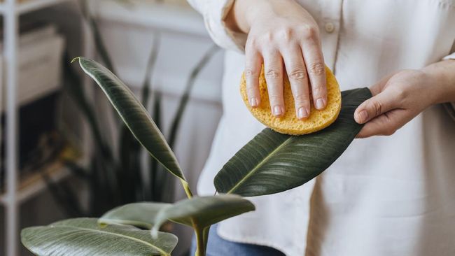 Selain digunakan untuk mengembangkan roti, sebenarnya ada juga manfaat baking soda untuk tanaman. Berikut daftarnya.