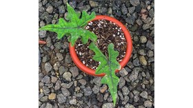 Alocasia Jacklyn, Tanaman Hias yang Diprediksi Bakal Hit